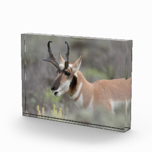 Pronghorn Antelope Buck   Grand Tetons Photo Block