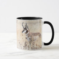 Pronghorn Antelope Buck in Wyoming Field