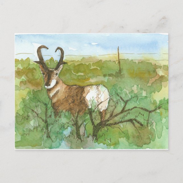 Pronghorn Antelope Desert Landscape Watercolor Postcard (Front)