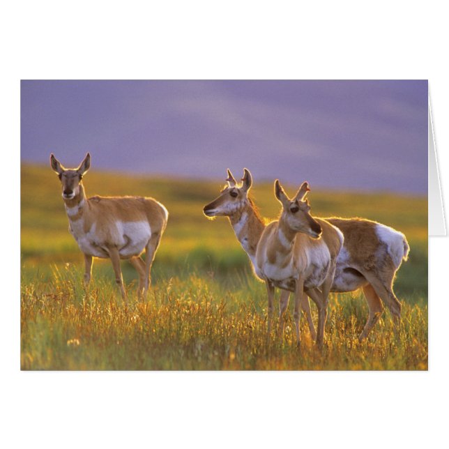 Pronghorn Antelope in Montana (Front Horizontal)