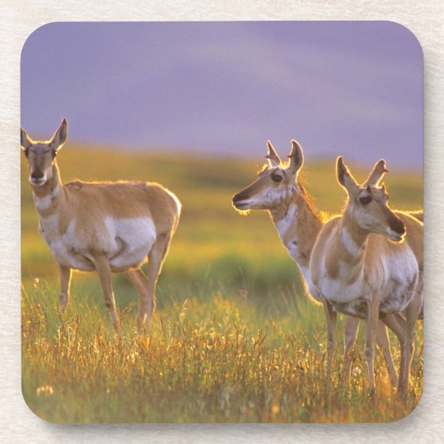 Pronghorn Antelope in Montana Coaster (Front)