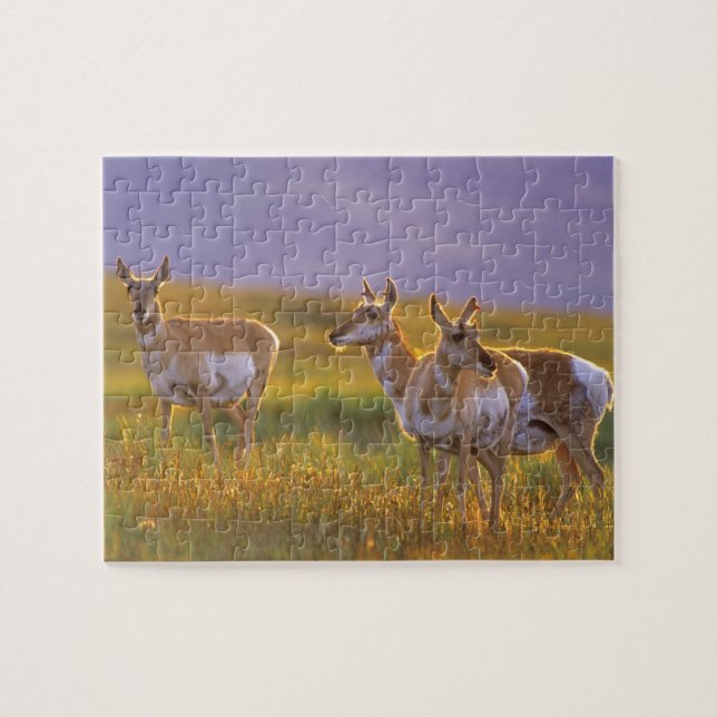 Pronghorn Antelope in Montana Jigsaw Puzzle (Horizontal)
