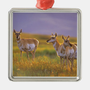 Pronghorn Antelope in Montana Metal Ornament