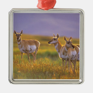 Pronghorn Antelope in Montana Metal Ornament