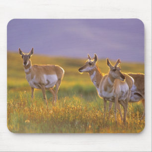 Pronghorn Antelope in Montana Mouse Pad