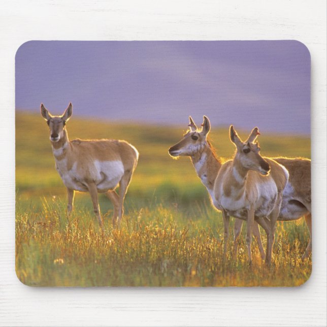 Pronghorn Antelope in Montana Mouse Pad (Front)