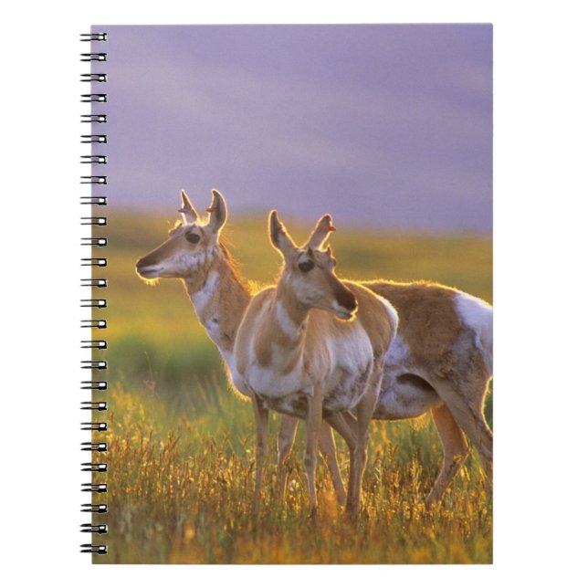 Pronghorn Antelope in Montana Notebook (Front)