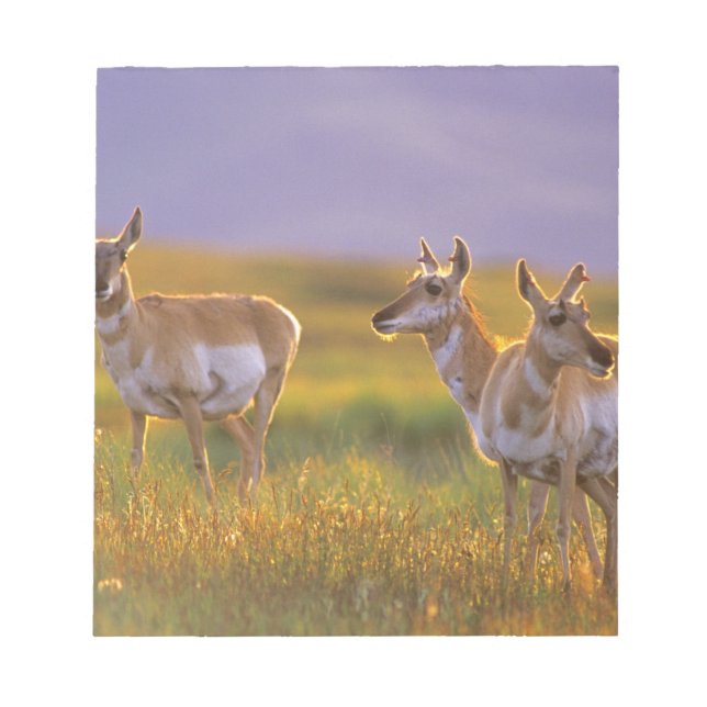 Pronghorn Antelope in Montana Notepad (Front)