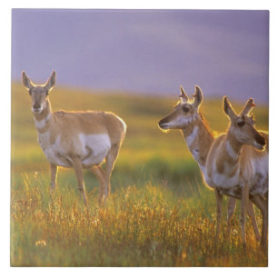 Pronghorn Antelope in Montana Tile