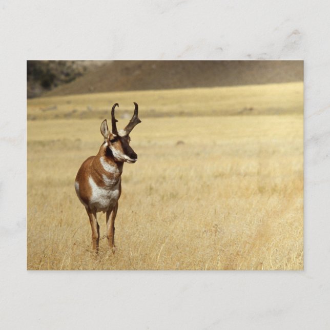 Pronghorn Antelope Wildlife Series # 9 Postcard (Front)