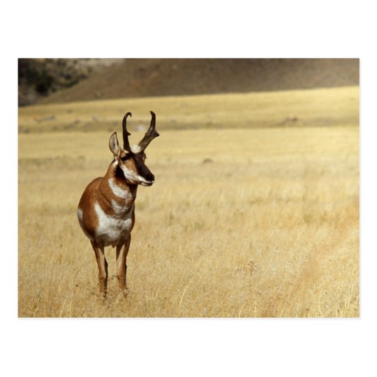 Pronghorn Antelope Wildlife Series # 9 Postcard
