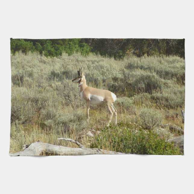 Pronghorn at Grand Teton National Park Kitchen Towel (Horizontal)