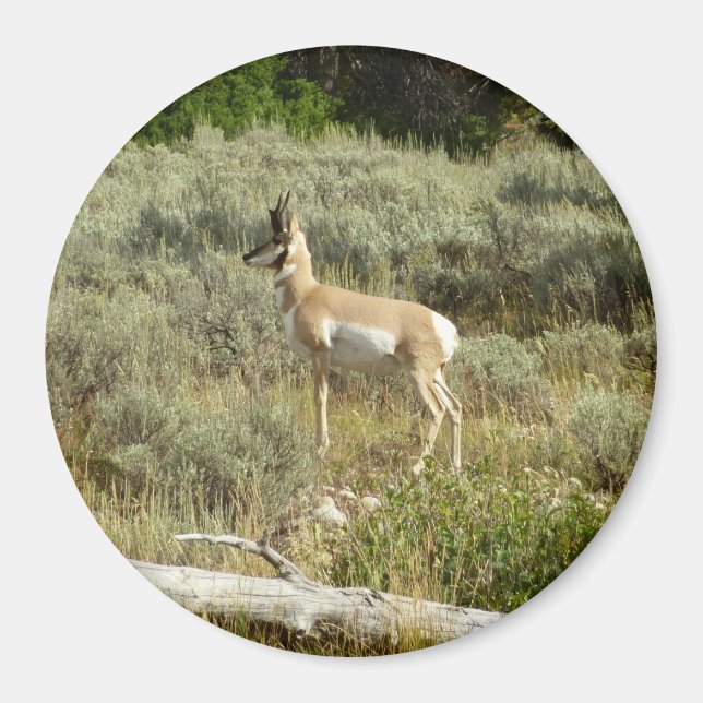 Pronghorn at Grand Teton National Park Magnet (Front)