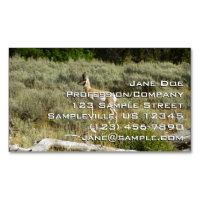 Pronghorn at Grand Teton National Park