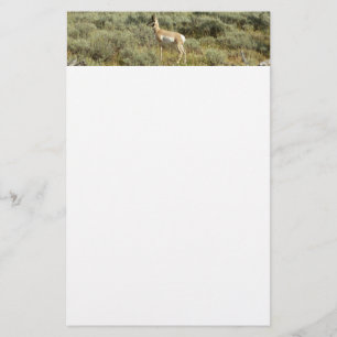Pronghorn at Grand Teton National Park Stationery