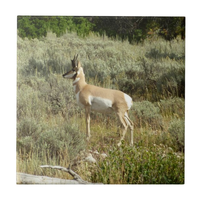 Pronghorn at Grand Teton National Park Tile (Front)