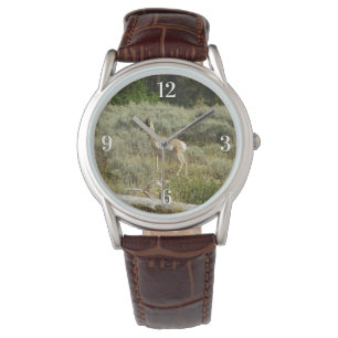 Pronghorn at Grand Teton National Park Watch