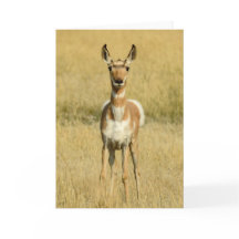 Pronghorn Carte pour notes