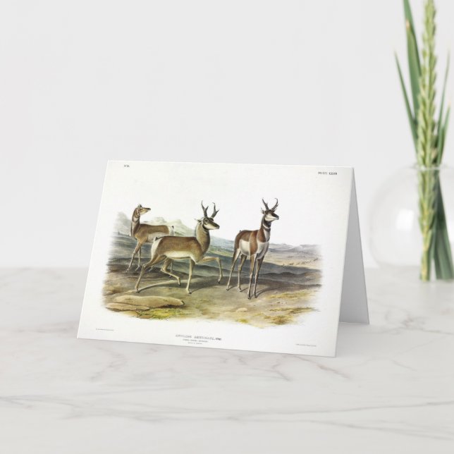 Pronghorn (Prong-horned Antelope) by Audubon Card (Front)
