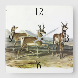 Pronghorn (Prong-horned Antelope) by Audubon Square Wall Clock