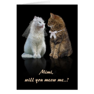 Proposition pour les amoureux des chats