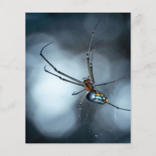 Prospectus 11,4 Cm X 14,2 Cm Amateurs d'araignées L'araignée de beauté avec de