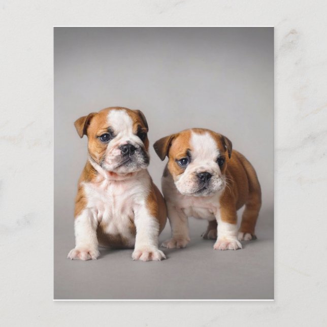 Prospectus 11,4 Cm X 14,2 Cm Chiens de taupe anglais | Couple mou Bulldog (Devant)