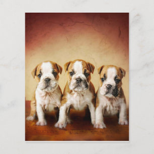 Prospectus 11,4 Cm X 14,2 Cm Chiens de taureau anglais vraiment mignons
