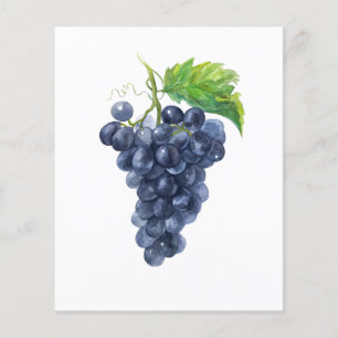Prospectus 11,4 Cm X 14,2 Cm Des raisins. Aquarelle