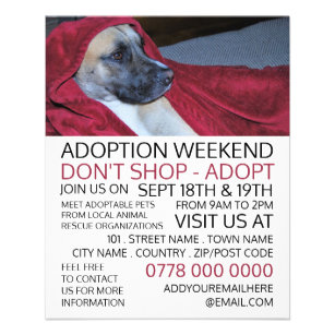 Prospectus 11,4 Cm X 14,2 Cm Dog in Red Blanket, Pet Adoption Event Advertising