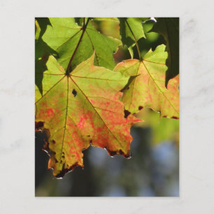 Prospectus 11,4 Cm X 14,2 Cm Feuilles de chute colorées