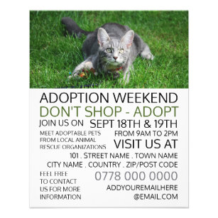 Prospectus 11,4 Cm X 14,2 Cm Grey Cat on Grass, Pet Adoption Event Advertising
