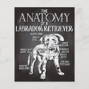 Prospectus 11,4 Cm X 14,2 Cm Meilleur Cadeau L'Anatomie D'Un Labrador Retriever
