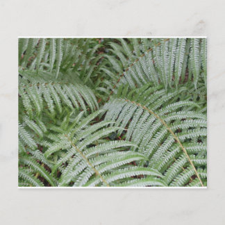 Prospectus 11,4 Cm X 14,2 Cm Prospectus Fougère verte