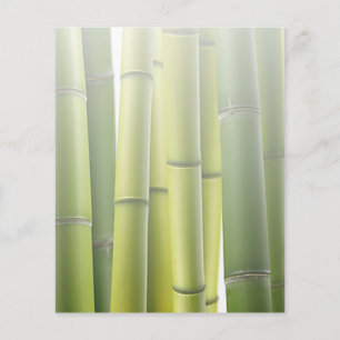 Prospectus 11,4 Cm X 14,2 Cm Salon de massage Spa en Bambou vert