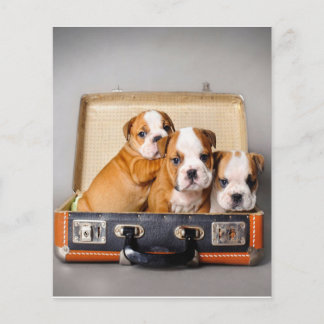 Prospectus 11,4 Cm X 14,2 Cm Superbes chiots Bulldog | AMOUREUX DES CHIENS