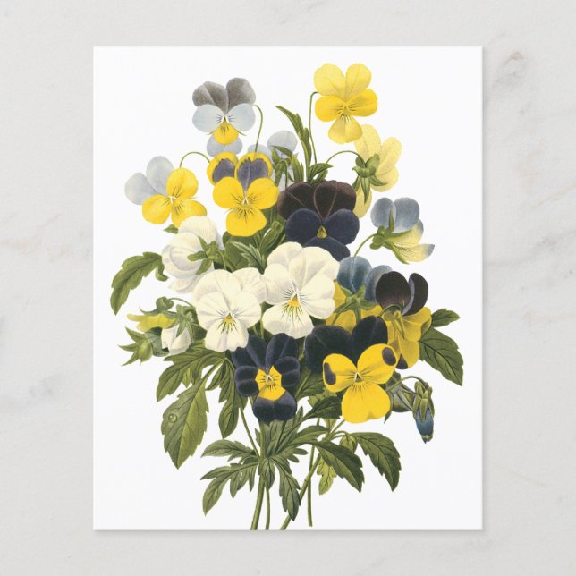 Prospectus 11,4 Cm X 14,2 Cm Violets et fleurs de sansy Art botanique (Devant)