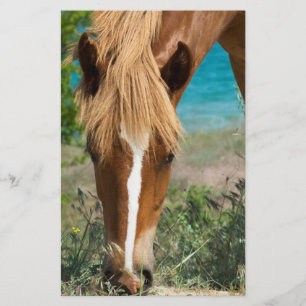Prospectus 14 Cm X 21,6 Cm Cheval