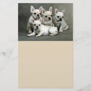 Prospectus 14 Cm X 21,6 Cm Chiens de taureau français mignons