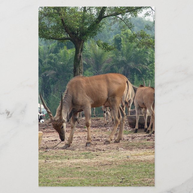 Prospectus 14 Cm X 21,6 Cm Gazelle, zoo d'animaux sauvages, 羚. (Devant)