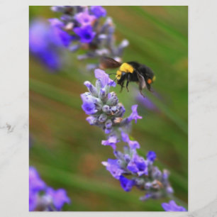 Prospectus 21,6 Cm X 24,94 Cm Abeille dans la lavande