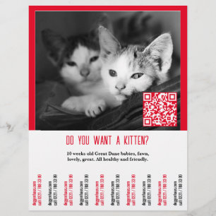 Prospectus 21,6 Cm X 24,94 Cm Affiche de vente de chaton