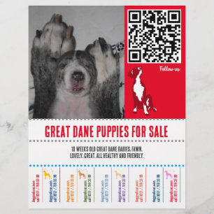 Prospectus 21,6 Cm X 24,94 Cm affichettes chiots Great Dane ou Chiens