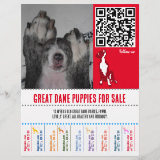 Prospectus 21,6 Cm X 24,94 Cm affichettes chiots Great Dane ou Chiens
