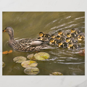 Prospectus 21,6 Cm X 24,94 Cm Animal - Ducks - Swim like a duck