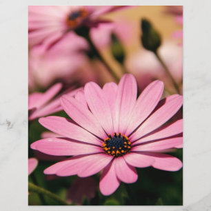 Prospectus 21,6 Cm X 24,94 Cm Baisy d'Afrique violet