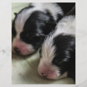 Prospectus 21,6 Cm X 24,94 Cm Bordure Collie Chiots nouveau-nés