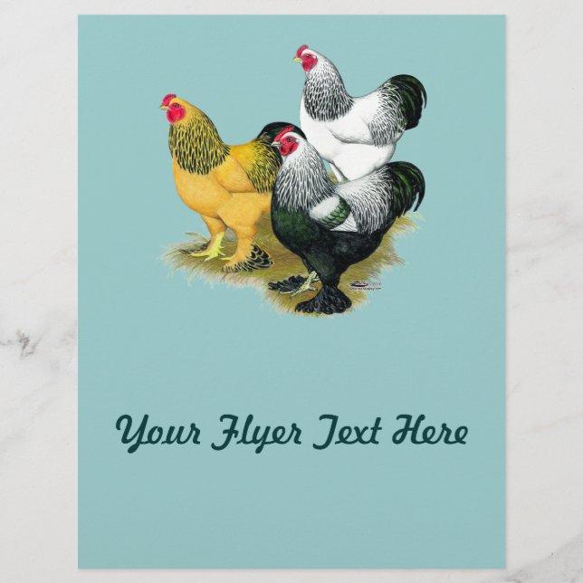 Prospectus 21,6 Cm X 24,94 Cm Brahmas Three Roosters (Devant)