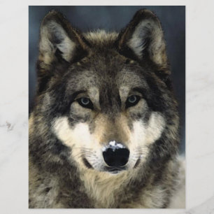Prospectus 21,6 Cm X 24,94 Cm Brochure Wolf Portrait