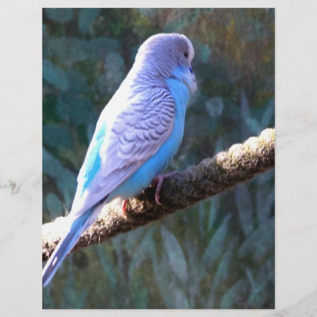 Prospectus 21,6 Cm X 24,94 Cm Budgie Bird (Dos)